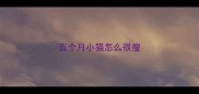 五个月小猫怎么很瘦