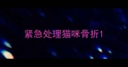 紧急处理猫咪骨折