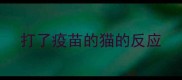 打了疫苗的猫的反应
