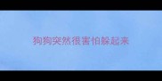 狗狗突然很害怕躲起来