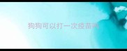 狗狗可以打一次疫苗吗