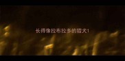 长得像拉布拉多的猎犬