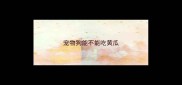 宠物狗能不能吃黄瓜