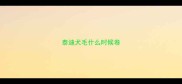 泰迪犬毛什么时候卷