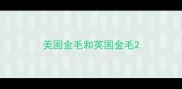 美国金毛和英国金毛