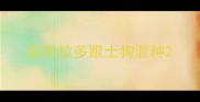 拉布拉多跟土狗混种
