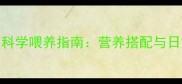 泰迪幼犬3个月科学喂养指南营养搭配与日常护理全攻略