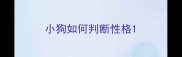 小狗如何判断性格