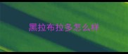 黑拉布拉多怎么样