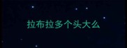 拉布拉多个头大么
