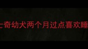 哈士奇幼犬两个月过点喜欢睡觉