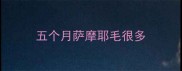 五个月萨摩耶毛很多