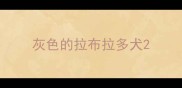 灰色的拉布拉多犬