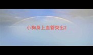小狗身上血管突出