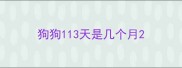 狗狗113天是几个月