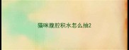 猫咪腹腔积水怎么抽