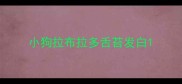 小狗拉布拉多舌苔发白