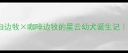 边牧混种天花板黑白边牧咖啡边牧的星云幼犬诞生记新手必看配种指南
