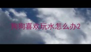 狗狗喜欢玩水怎么办