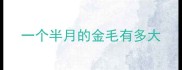 一个半月的金毛有多大