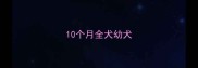 10个月全犬幼犬