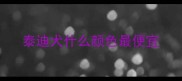 泰迪犬什么颜色最便宜