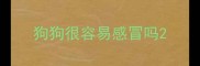 狗狗很容易感冒吗