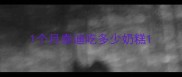 1个月泰迪吃多少奶糕