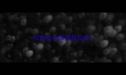 拉布拉多海游后拉希