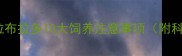 新手必看拉布拉多10大饲养注意事项附科学养宠指南