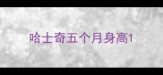 哈士奇五个月身高