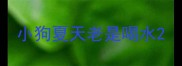 小狗夏天老是喝水