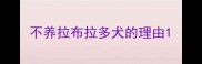 不养拉布拉多犬的理由