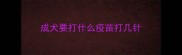成犬要打什么疫苗打几针