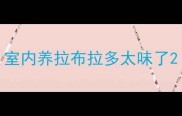 室内养拉布拉多太味了