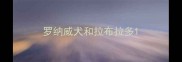 罗纳威犬和拉布拉多