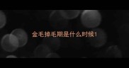 金毛掉毛期是什么时候
