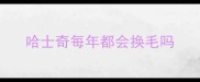 哈士奇每年都会换毛吗
