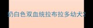 奶白色双血统拉布拉多幼犬