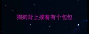 狗狗背上摸着有个包包