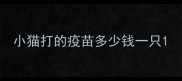 小猫打的疫苗多少钱一只