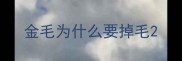 金毛为什么要掉毛