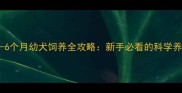 吉娃娃1-6个月幼犬饲养全攻略新手必看的科学养护指南