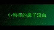 小狗摔的鼻子流血