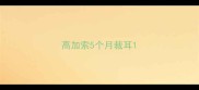 高加索5个月裁耳