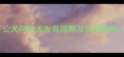 拉布拉多犬体型标准公犬与母犬发育周期及饲养指南附成年尺寸对照表