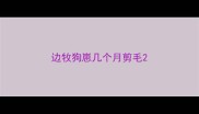 边牧狗崽几个月剪毛
