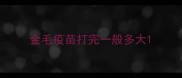 金毛疫苗打完一般多大