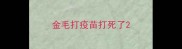 金毛打疫苗打死了