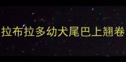 拉布拉多幼犬尾巴上翘卷
